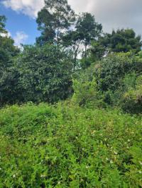 https://suratthani.ohoproperty.com/216184/ธนาคารกสิกรไทย/ขายที่ดินว่างเปล่า/ตลิ่งงาม/เกาะสมุย/สุราษฎร์ธานี/